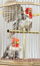 Antique double singing cockatiels-in-cage, by Bontems
