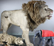 Large Antique leathered nodding Lion Automaton, by Roullet & Decamps