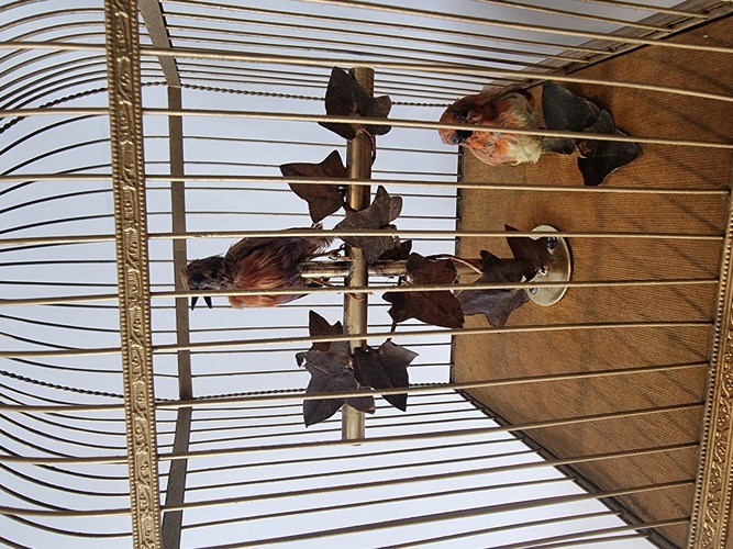 Antique large double singing bird-in-cage, by Bontems