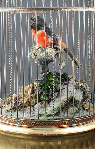 Large single antique singing bird-in-cage, by Phallibois